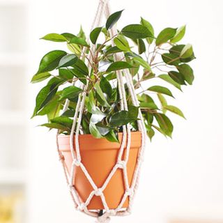 Cesto sospeso di tendenza