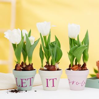 Disegnare vasi di argilla con la Cricut Joy