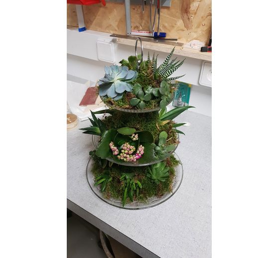 14_T&auml;n112_Sukkulenten-Etagere