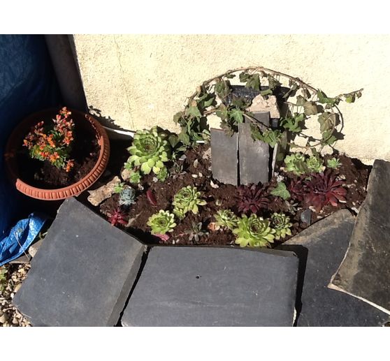 38_Nat_Rocaille de plantes grasses