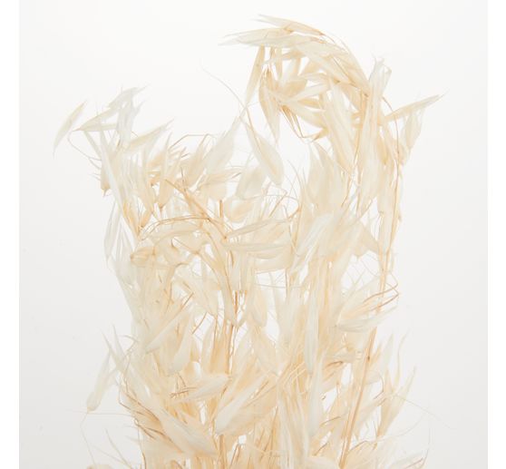 Avena selvatica sbiancata