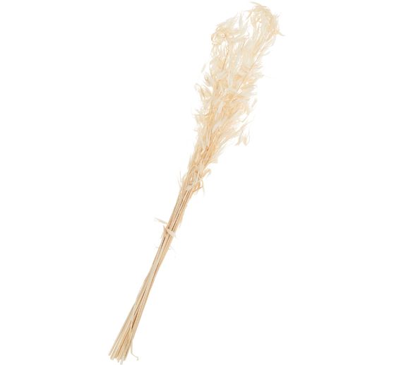 Avena selvatica sbiancata