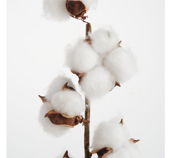 Cotton branch