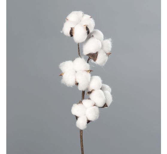 Cotton branch
