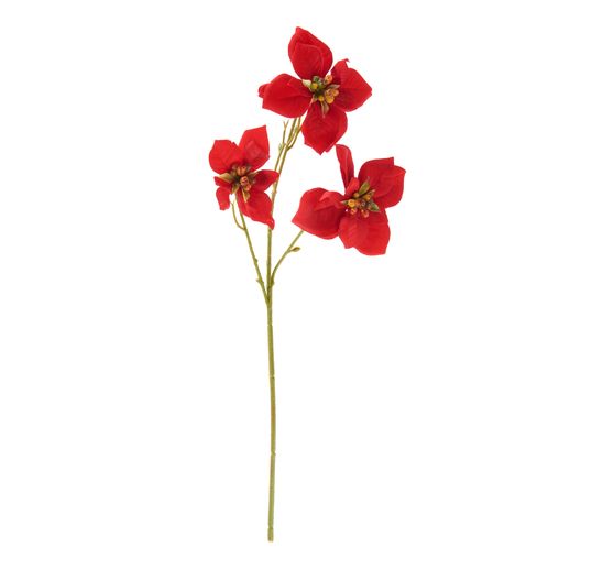 Christmas star branch "Wena"