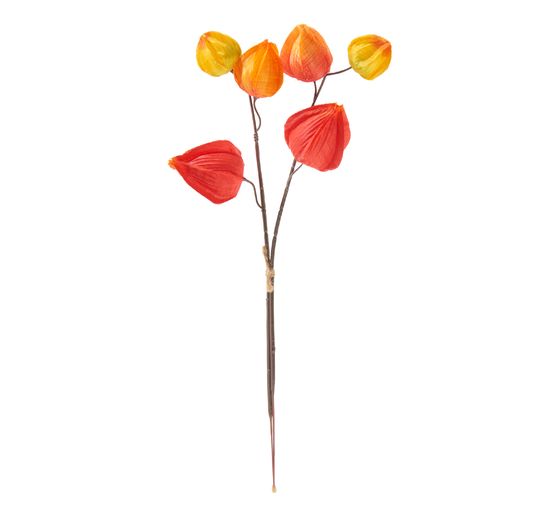 Physalis branch, 6 lantern flowers