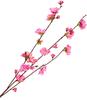 Cherry blossom branch