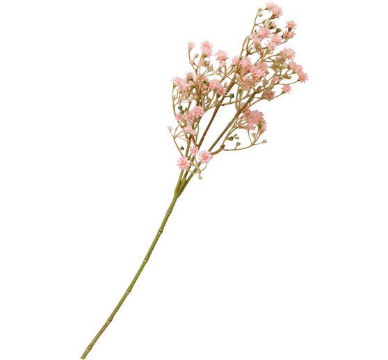 Chicory branch "Evergreen"