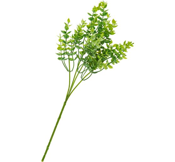 Cespuglio di eucalipto, green