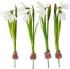 Snowdrops with bulb