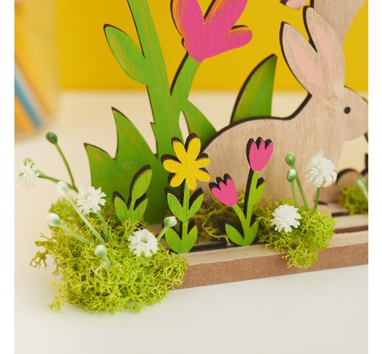 Field widow flower "Evergreen"