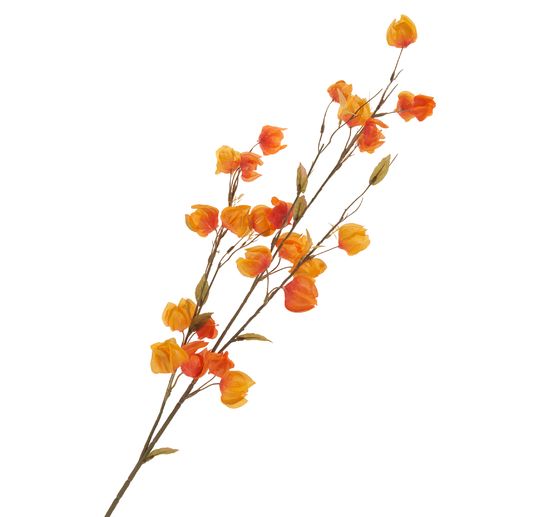 Rametto di physalis "Elina"