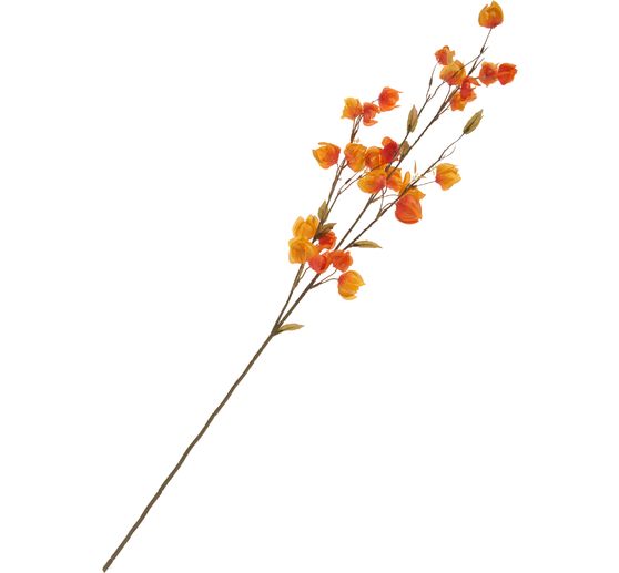 Rametto di physalis "Elina"