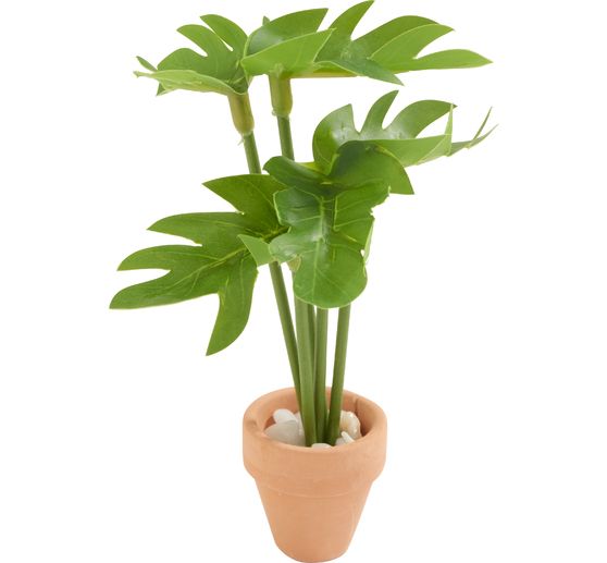 Pianta in miniatura "Monstera"
