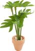 Pianta in miniatura "Monstera"