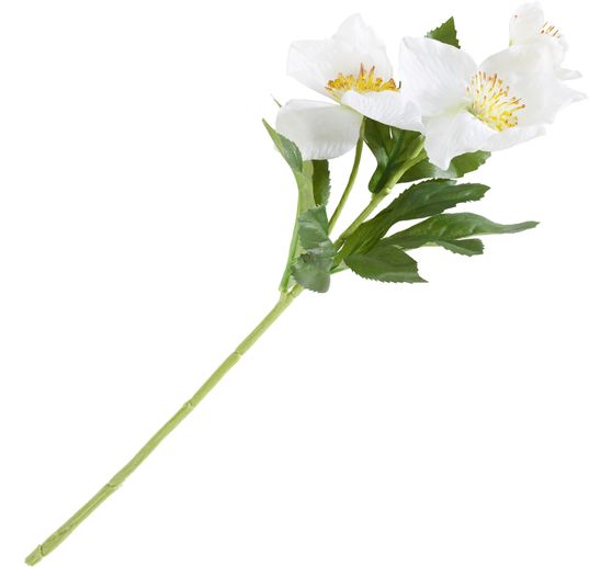 Rosa di Natale con 3 fiori