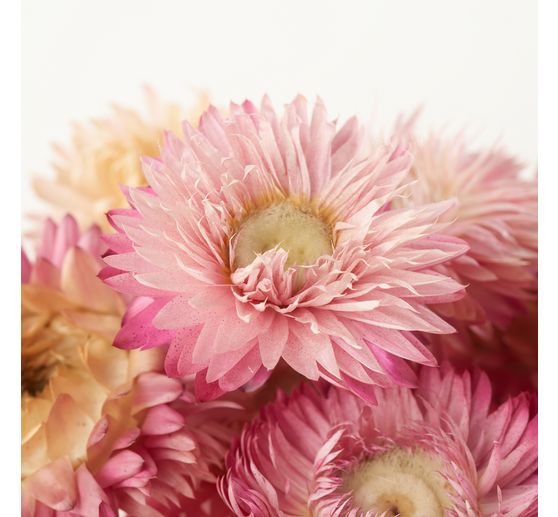 Teste di fiori di paglia