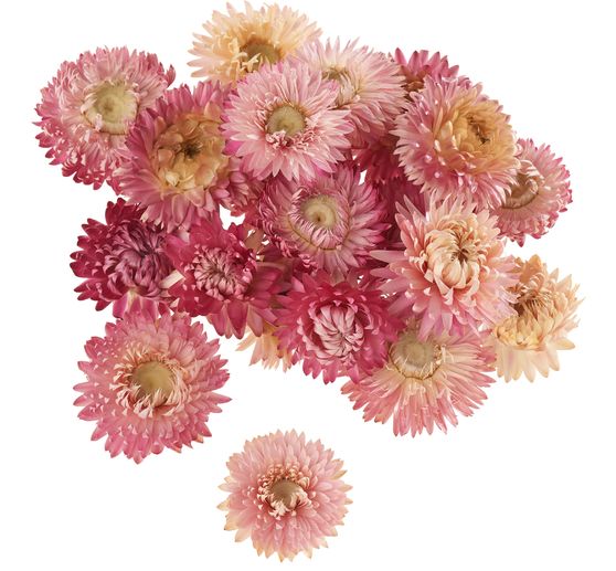 Teste di fiori di paglia