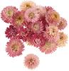 Teste di fiori di paglia