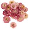 Teste di fiori di paglia Pink