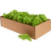 Muschio d'Islanda, 400 g Verde chiaro