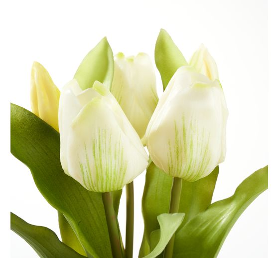 Tulips bunch with 3 flowers and 2 buds