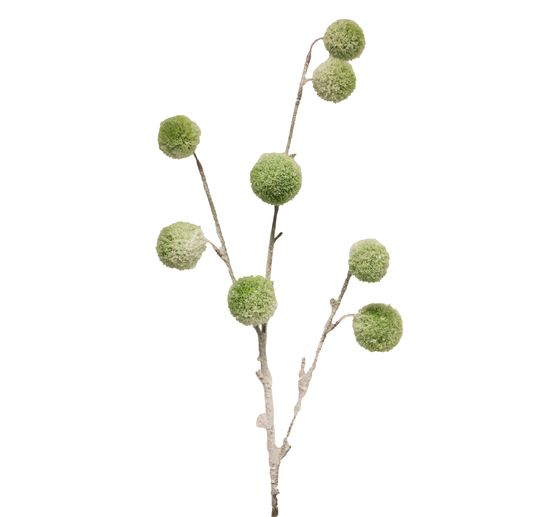 Ramo di pompon, coperto di neve