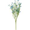 Field widow flower "Evergreen" Blue