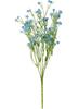 Field widow flower "Evergreen"