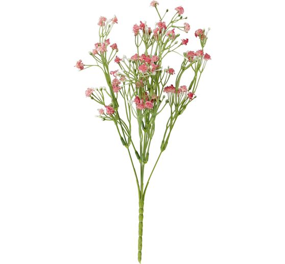 Field widow flower "Evergreen"