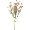 Field widow flower "Evergreen" Pink