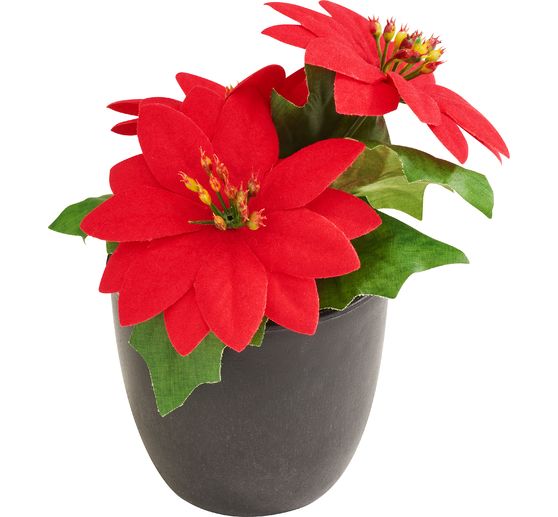 Poinsettia "Gloria" in a pot