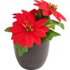 Poinsettia "Gloria" in a pot Red