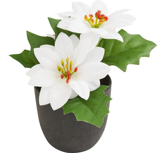Poinsettia "Gloria" in a pot