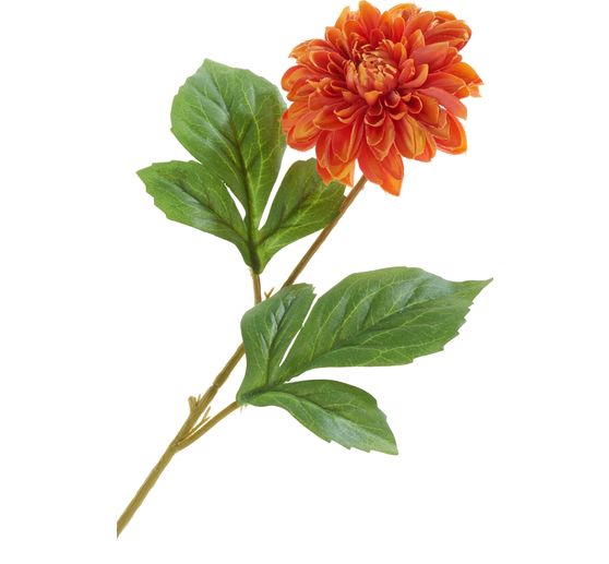 Dalia "George Spray"
