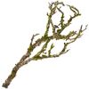 Decorative branch Brown