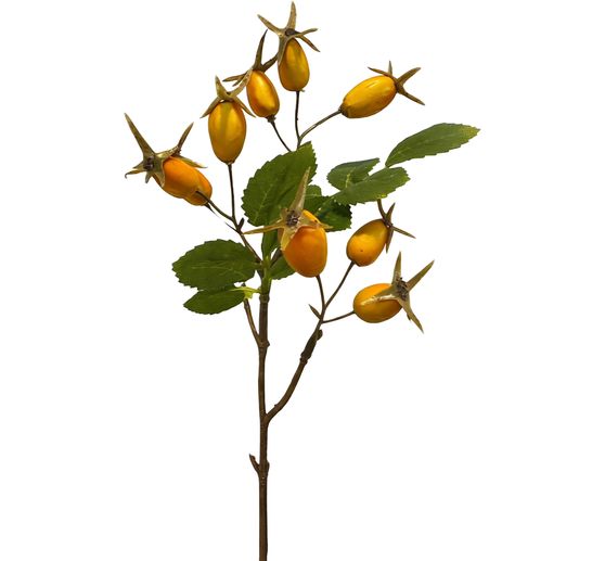 Rosehip branch