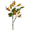 Rosehip branch Yellow