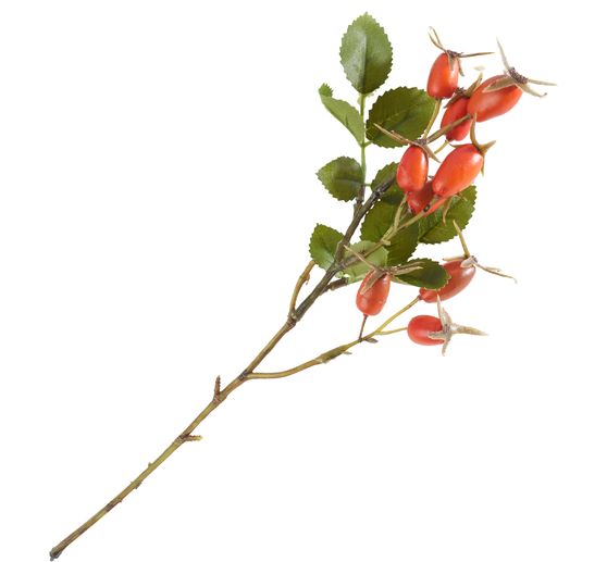 Rosehip branch