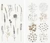 Adesivi washi "In the Meadow"