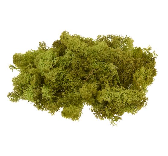 VBS Iceland moss, 100 g