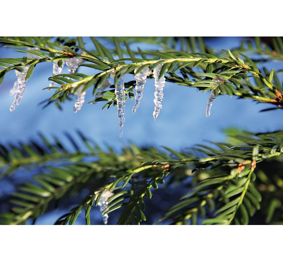 Icicle medium, transparent