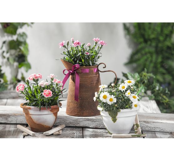 Colore muschio facile, 200 ml