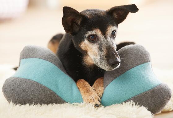 hundekissen